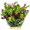 Euc. Stuartiana Autunno