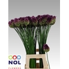 Allium Sphaerocephal