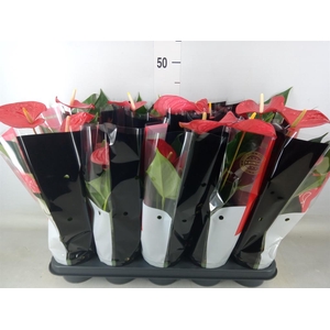 Anthurium andr. 'Querida'