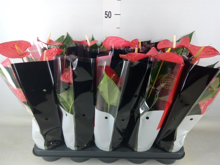 <h4>Anthurium andr. 'Querida'</h4>