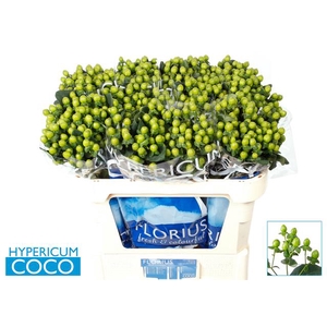 HYP COCO BAMBOO