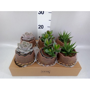 Arr.  Succulents L%