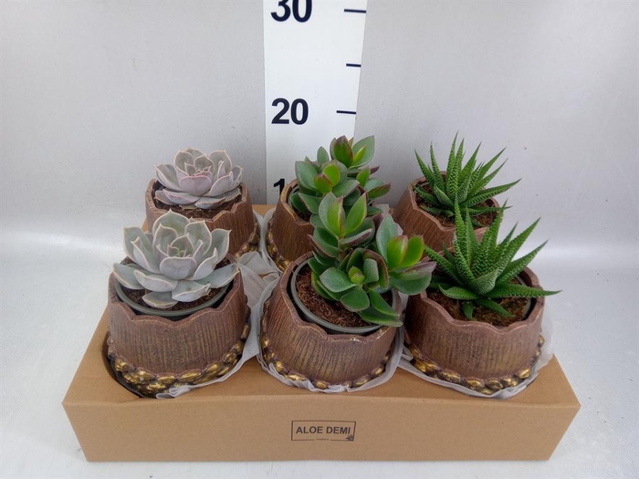 <h4>Arr.  Succulents L%</h4>