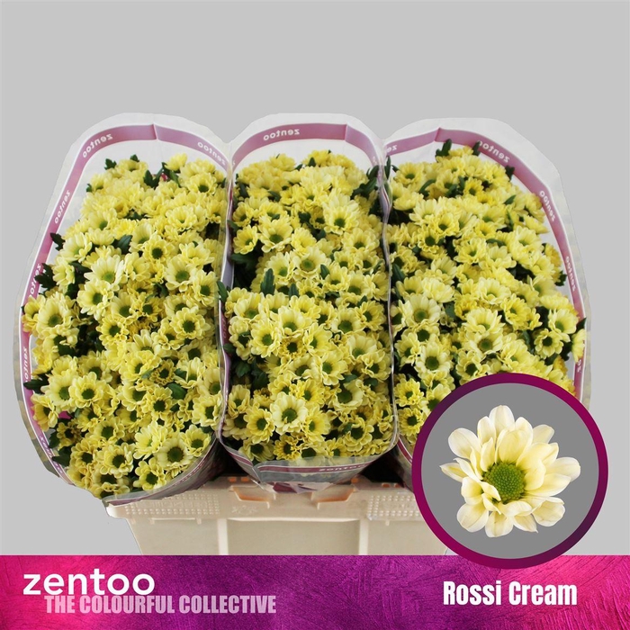 <h4>Chr S Rossi Cream</h4>