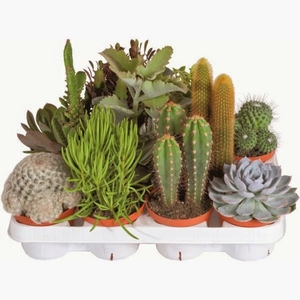 Cactus overig