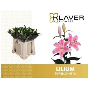 Li Or Sorbonne