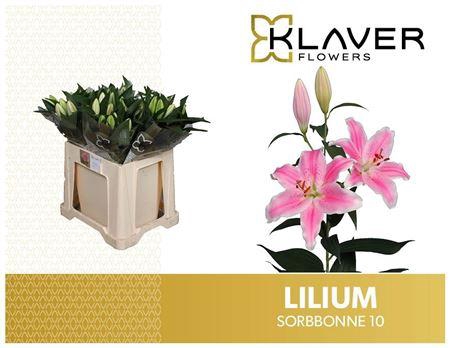 <h4>Li Or Sorbonne</h4>