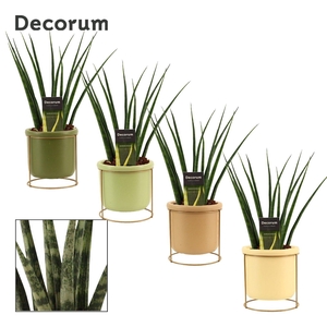 Sansevieria Fernwood 12 cm in Lynn (Silent moods-collection)