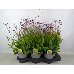 Verbena rigida
