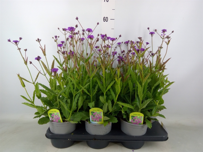 <h4>Verbena rigida</h4>