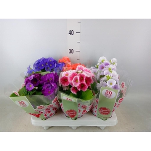 Primula obcon. 'Touch Me'   ...mix