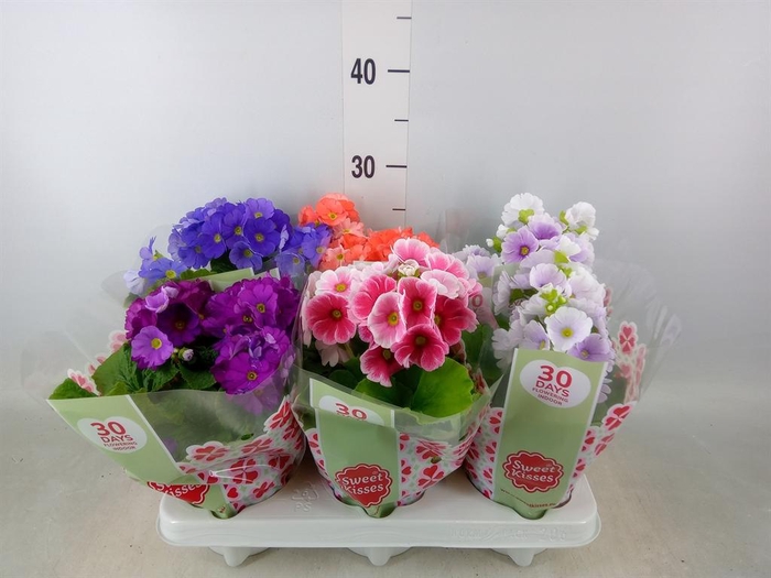 <h4>Primula obcon. 'Touch Me'   ...mix</h4>