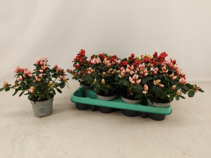 <h4>RHODO SI GEM</h4>