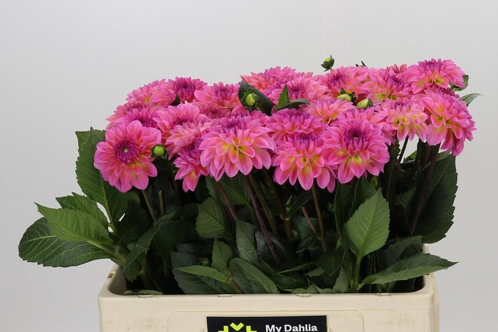 <h4>Dahlia Esli</h4>