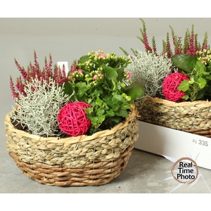 ARR TUINPLANTEN