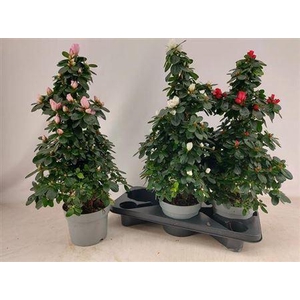 Rhodo Si Vogel Gem Pyramide