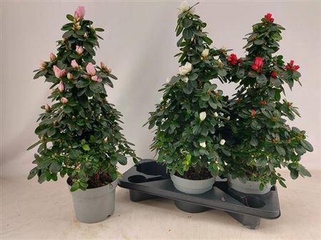 <h4>Rhodo Si Vogel Gem Pyramide</h4>