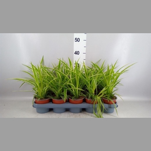 Chlorophytum com.