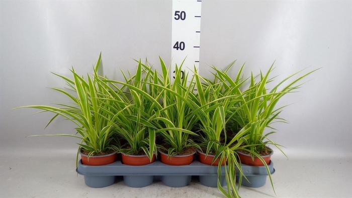 <h4>Chlorophytum com.</h4>