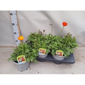 PAPA NUD GARTENZWERG