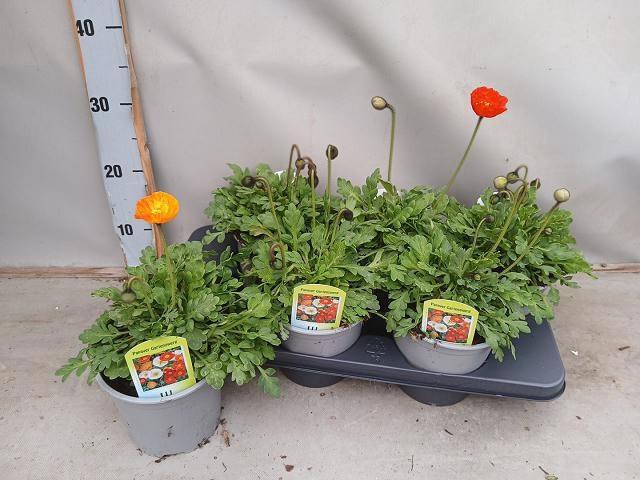 <h4>PAPA NUD GARTENZWERG</h4>