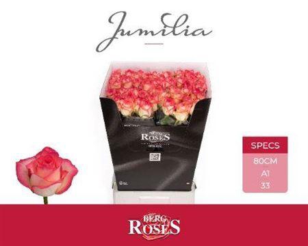 <h4>R Gr Jumilia</h4>