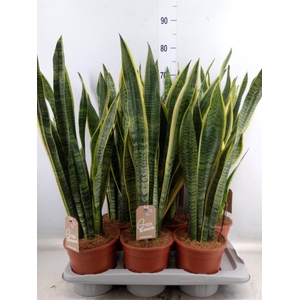 Sansevieria trifa. 'Laurentii'
