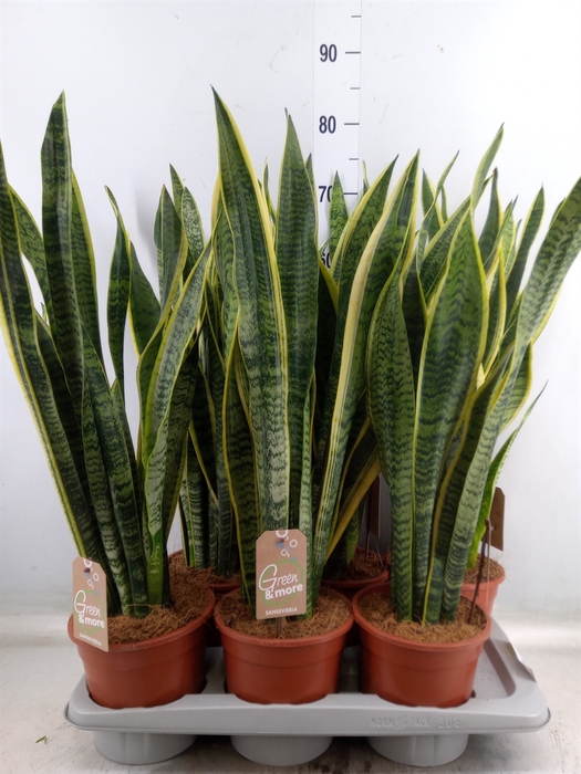 <h4>Sansevieria trifa. 'Laurentii'</h4>