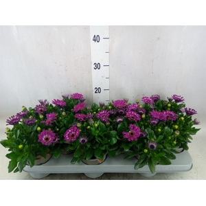 Osteospermum  'Astra Purple Spoon'