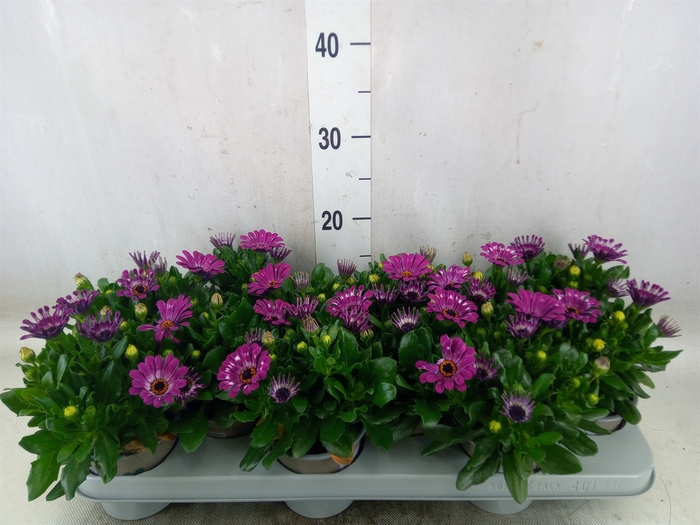 <h4>Osteospermum  'Astra Purple Spoon'</h4>