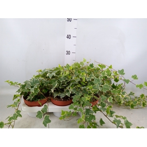 Hedera helix 'Eva'