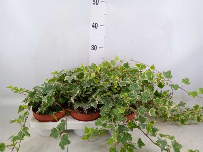 <h4>Hedera helix 'Eva'</h4>