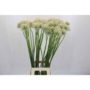 Allium Mount Everest