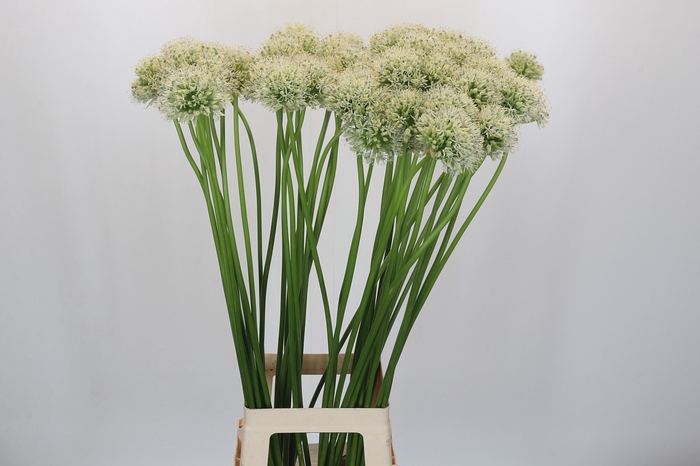 <h4>Allium Mount Everest</h4>
