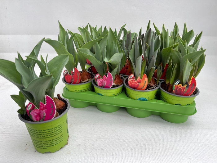 <h4>TUL GEM 4 KLEUREN</h4>