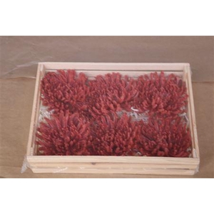 Wax Chrysant Rood
