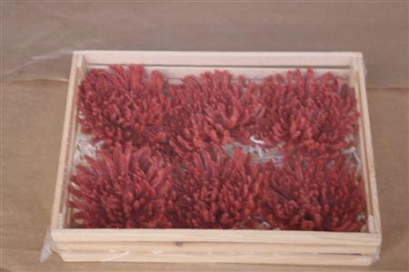 <h4>Wax Chrysant Rood</h4>