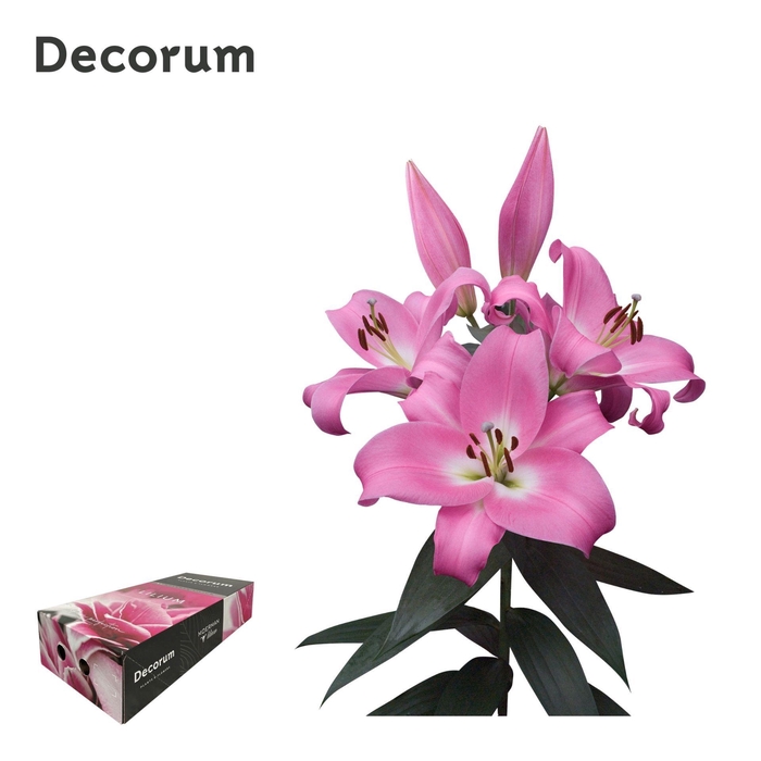 <h4>LI TABLEDANCE 5+ XL Decorum Box</h4>