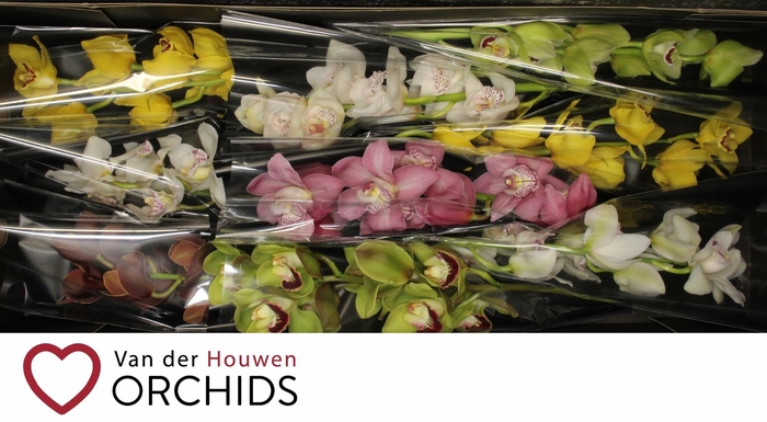 <h4>60 cm Gemengd..</h4>