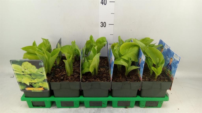 <h4>Hosta   ...</h4>