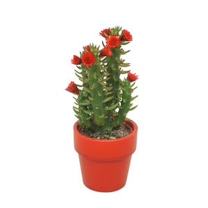 Opuntia 5,5 cm met rode strobloem in Rood Kraagpotje