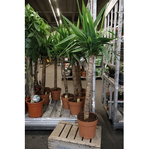 Yucca