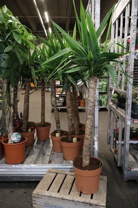 <h4>Yucca</h4>