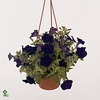 Petunia Dark Blue