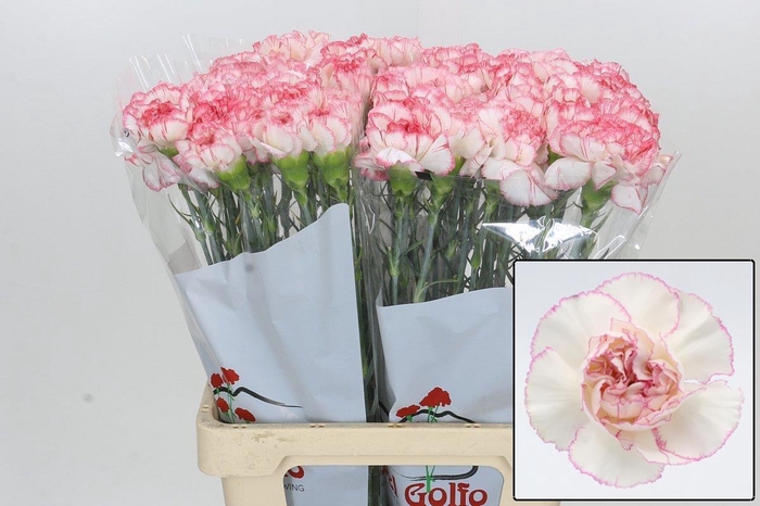 <h4>DI ST POIROT BIANCO</h4>