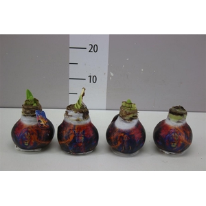 Hippeastrum Wax Animal's Mix