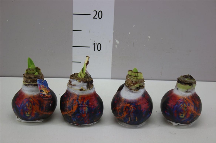 <h4>Hippeastrum Wax Animal's Mix</h4>