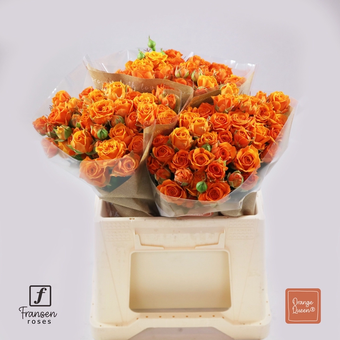 <h4>Rozen R Tr Orange Queen</h4>