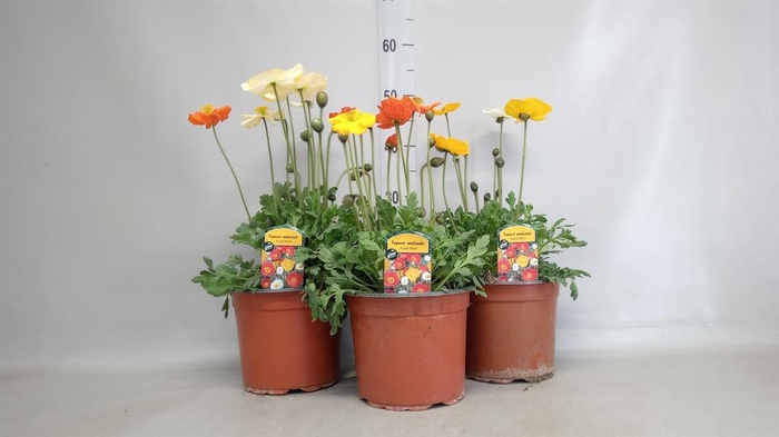 <h4>Papaver nudic.</h4>