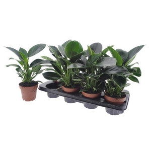 Philodendron Green Princess 12Ø 35cm